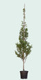 Warentuin Natuurlijk - Zuil krentenboom (hoogstam) Amelanchier can. Rainbow Pillar 250 cm