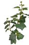 Driesprong Collection - Hedera groen kunstbloem zijde nepbloem