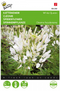 Buzzy - Zaden cleome kattensnor white queen 0.5 gram