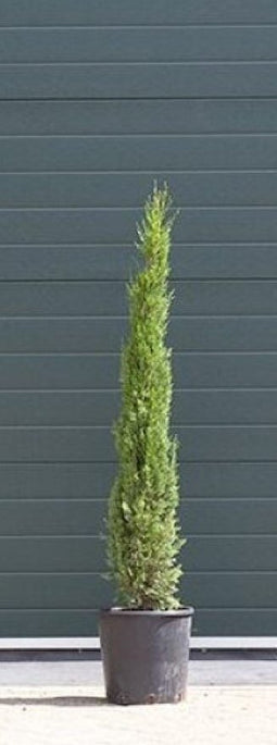 Warentuin Natuurlijk - 2 stuks! Italiaanse cipresboom Cupressus sempr. Pyramidalis h 137,5 cm boom