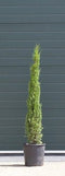 Warentuin Natuurlijk - 2 stuks! Italiaanse cipresboom Cupressus sempr. Pyramidalis h 137,5 cm boom
