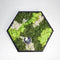 Hortus - Schilderij van mos arrangement Hexagon Dia. 38 cm