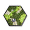 Hortus - Schilderij van mos arrangement Hexagon Dia. 38 cm