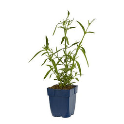 Griffioen - Verbena bonariensis 'Lollipop'