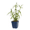 Griffioen - Verbena bonariensis 'Lollipop'