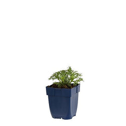Griffioen - Rhodanthemum 'Marrakech'