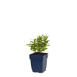 Griffioen - Lythrum sal. 'Dropmore Purple'