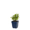 Griffioen - Lythrum sal. 'Dropmore Purple'