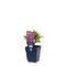 Griffioen - Lythrum sal. 'Dropmore Purple'