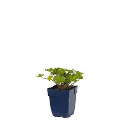 Griffioen - Geranium 'Joy'