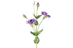 Countryfield - Lisianthus paars