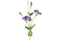 Countryfield - Lisianthus paars