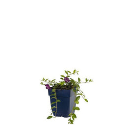 Griffioen - Vinca minor 'Atropurpurea'