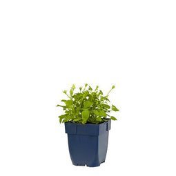 Griffioen - Campanula carp. 'Weisse Clips'