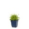 Griffioen - Campanula carp. 'Weisse Clips'