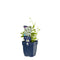 Griffioen - Campanula carp. 'Weisse Clips'