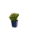 Griffioen - Aster (D) 'Schneekissen'