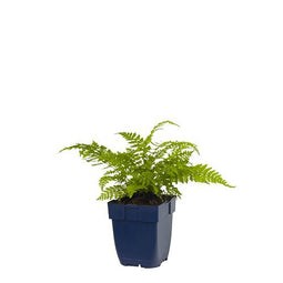 Griffioen - Athyrium filix-femina
