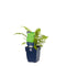 Griffioen - Athyrium filix-femina
