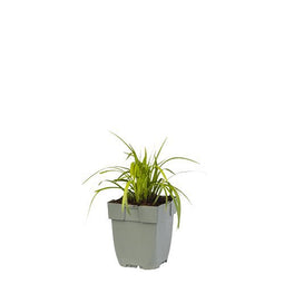 Griffioen - Liriope muscari 'Monroe White'