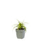 Griffioen - Liriope muscari 'Monroe White'