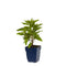 Griffioen - Lysimachia clethroides
