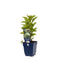 Griffioen - Lysimachia clethroides