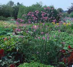 5 stuks - Samplant - Verbena bonariensis