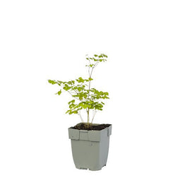 Griffioen - Thalictrum del. 'Hewitt's Double'