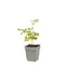 Griffioen - Thalictrum del. 'Hewitt's Double'