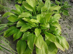 5 stuks - Samplant - Hosta Royal Standard