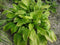 5 stuks - Samplant - Hosta Royal Standard
