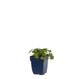 Griffioen - Malva moschata 'Alba'
