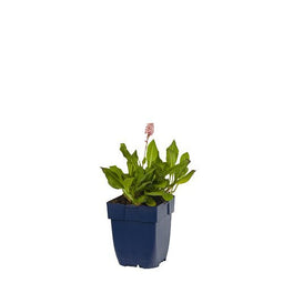 Griffioen - Persicaria aff. 'Darjeeling Red'
