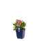 Griffioen - Persicaria aff. 'Darjeeling Red'