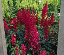 5 stuks - Samplant - Astilbe (A) Fanal