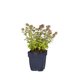 Griffioen - Origanum 'Dingle Fairy'