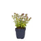 Griffioen - Origanum 'Dingle Fairy'