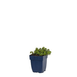 Griffioen - Sedum spur. 'Album'