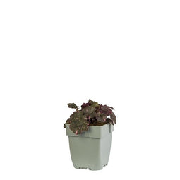 Griffioen - Heuchera 'Fire Chief'