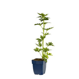 Griffioen - Aconitum carm. 'Arendsii'