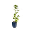 Griffioen - Aconitum carm. 'Arendsii'