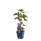 Griffioen - Aconitum carm. 'Arendsii'
