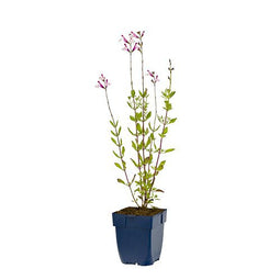 Griffioen - Salvia greggii 'Joy'