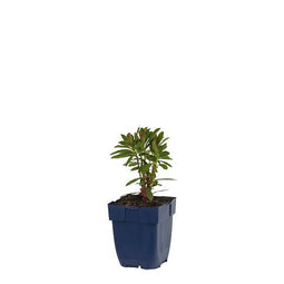 Griffioen - Euphorbia martini