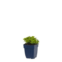 Griffioen - Cymbalaria muralis