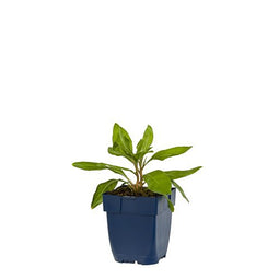 Griffioen - Oenothera macrocarpa