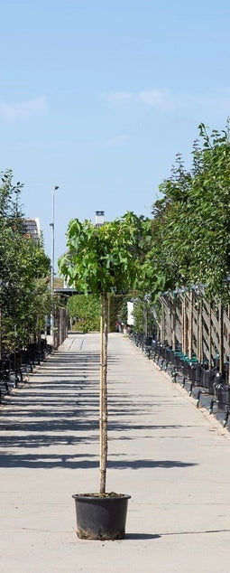 Warentuin Natuurlijk - 2 stuks! Amberboom bolvorm Liqiudambar s. Gum Ball h 190 cm st. omtrek 4,5...