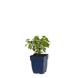 Griffioen - Calamintha nepeta ssp. Nepeta