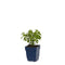 Griffioen - Calamintha nepeta ssp. Nepeta